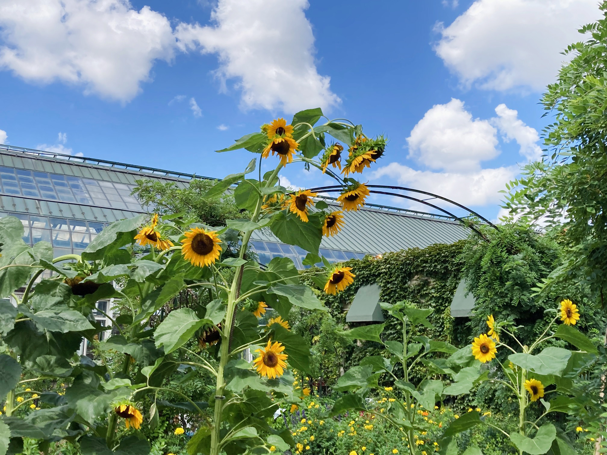 ???Pigments!??? enters final days at Garfield Park Conservatory
